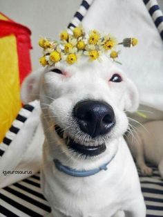 a white dog wearing a flower crown on its head