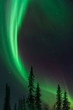 an aurora bore is seen in the night sky above some pine trees and evergreens