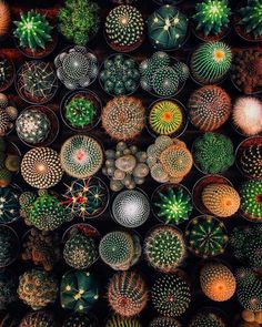 many potted plants are arranged in the shape of circles and dots on top of each other