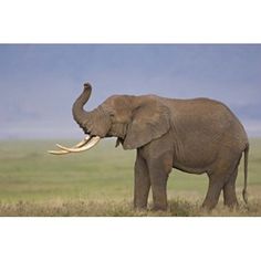 an elephant with long tusks standing in the grass