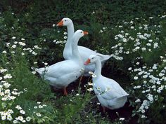 three white ducks standing in the middle of flowers and grass with daisies around them