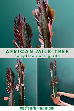 three pictures of different types of plants with the words african milk tree complete care guide