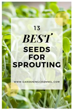 Sunflower seed sprouts with text overlay thirteen best seeds for sprouting. Sprouting Seeds In A Jar, Pre Sprouting Seeds, Sprouting Chia Seeds, Micro Gardening, Microgreen Garden, Sprouts Benefits, Seed Sprouting, Sprout Seeds, Microgreens Garden