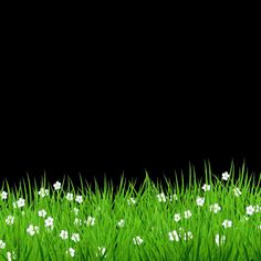 green grass with white flowers and black background