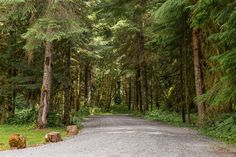 an empty road in the middle of a forest with lots of trees on both sides