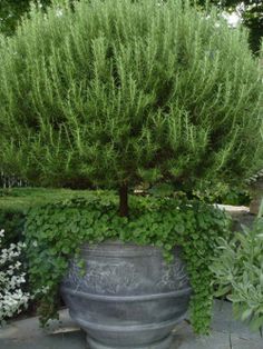 a potted plant sitting in the middle of a garden