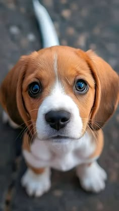 a small brown and white dog with blue eyes