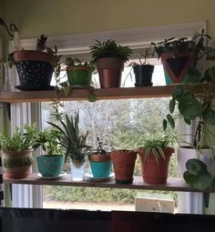 several potted plants sit on a shelf in front of a window