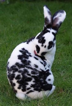 a black and white spotted rabbit sitting in the grass with its head turned to the side