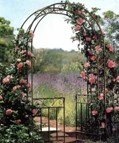 an iron garden gate with pink roses growing on the top and bottom, in front of a lavender field