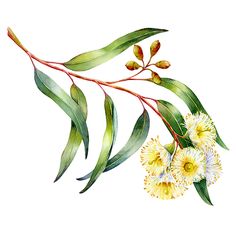 watercolor painting of yellow and white flowers on a branch with green leaves, isolated against a white background