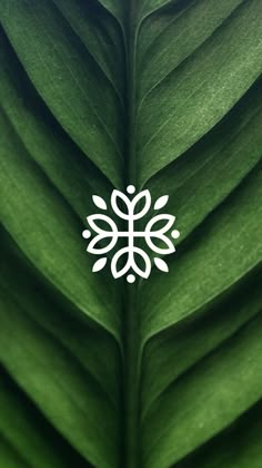 a close up view of a green leaf