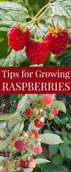 raspberries growing in the garden with text overlay that reads tips for growing raspberries