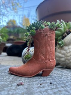 a pair of brown cowboy boots with succulents on the inside are sitting in front of a potted plant