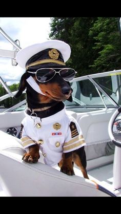 Captain Doxie Crusoe The Celebrity Dachshund, On A Boat, Dog Costumes