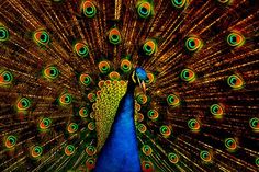 a peacock with its feathers spread out in front of it's head and tail