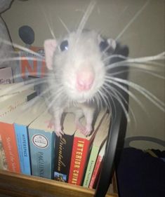 a white rat sitting on top of a pile of books