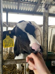 a person feeding a cow from its hand in a pen with hay and straw on the ground