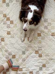 a black and white dog sitting on top of a bed next to a persons hand