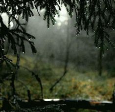 rain falling on the ground and trees in the background, with only one branch visible