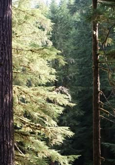 a forest filled with lots of tall trees