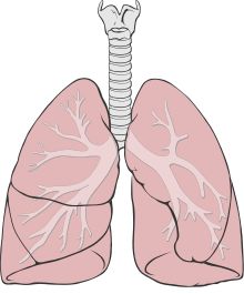 a diagram of the lungs showing the location of bronchles in the upper and lower lunges