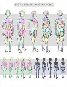 an image of the back and side view of a human figure with different body shapes