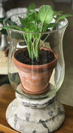 a potted plant sitting inside of a glass vase