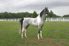 a white and black horse standing on top of a lush green field next to a white fence