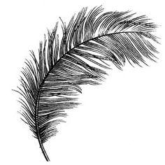 a black and white drawing of a feather