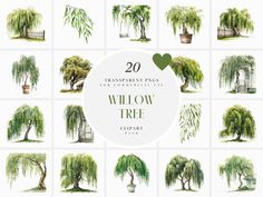 20 watercolor willow tree clipart illustrations