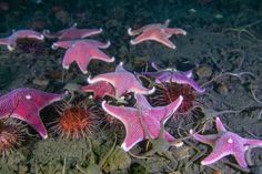 several pink sea stars on the ground