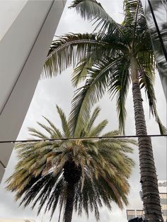 two palm trees in front of a building