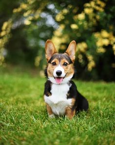 a small dog sitting in the grass with its tongue hanging out and looking at the camera