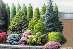 a garden filled with lots of different types of trees and bushes next to a brick wall