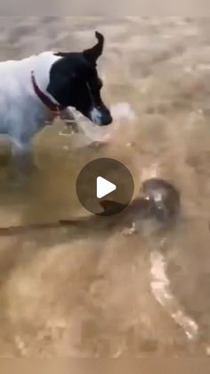 a black and white dog is in the water