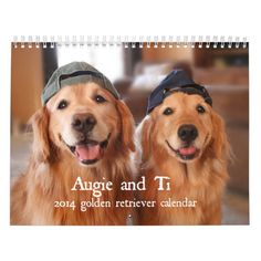 two golden retriever calendars with dogs wearing hats