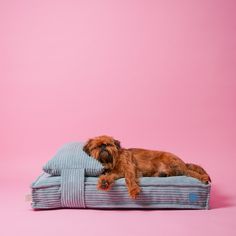 a brown dog laying on top of a blue pillow in front of a pink background