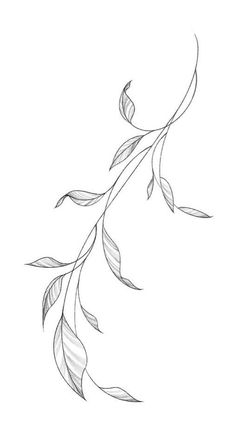 a drawing of a branch with leaves on it's end, in black and white