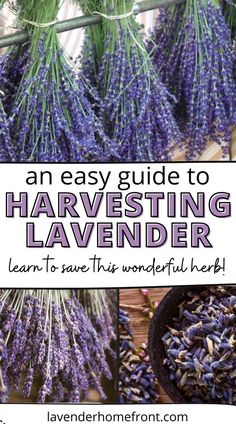 an easy guide to harvesting lavender learn to save this wonderful herb