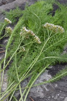 Herbs for high blood pressure -- Joybilee Farm Medicinal Herbs Garden, Magia Das Ervas, Herbal Apothecary, Natural Healing Remedies, Healing Plants, Herbal Healing, Herbs For Health, Wild Plants, Natural Health Remedies