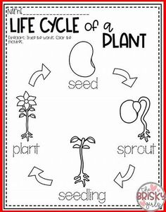 the life cycle of a plant worksheet for kids to learn how to write and draw