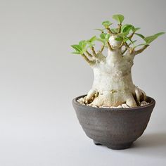 a small potted plant with green leaves growing out of it's roots on a white surface