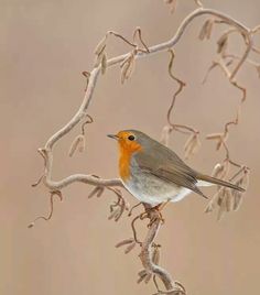 a small bird perched on top of a tree branch