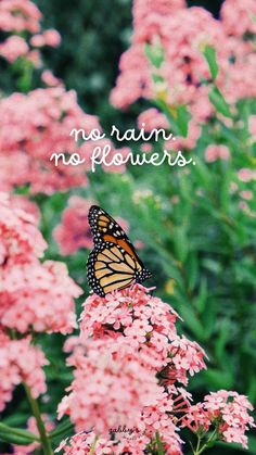 a butterfly sitting on top of pink flowers with the words no rain, no flowers