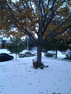 a tree in the middle of a snow covered yard with cars parked on the street