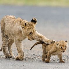 two young lion cubs playing with each other