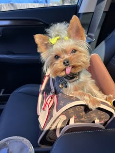 a small dog sitting on top of a purse in the back seat of a car