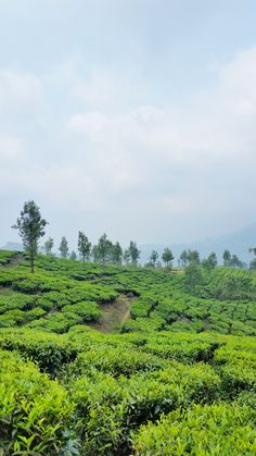 a lush green field with trees and bushes