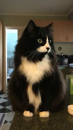 a black and white cat sitting on top of a kitchen counter